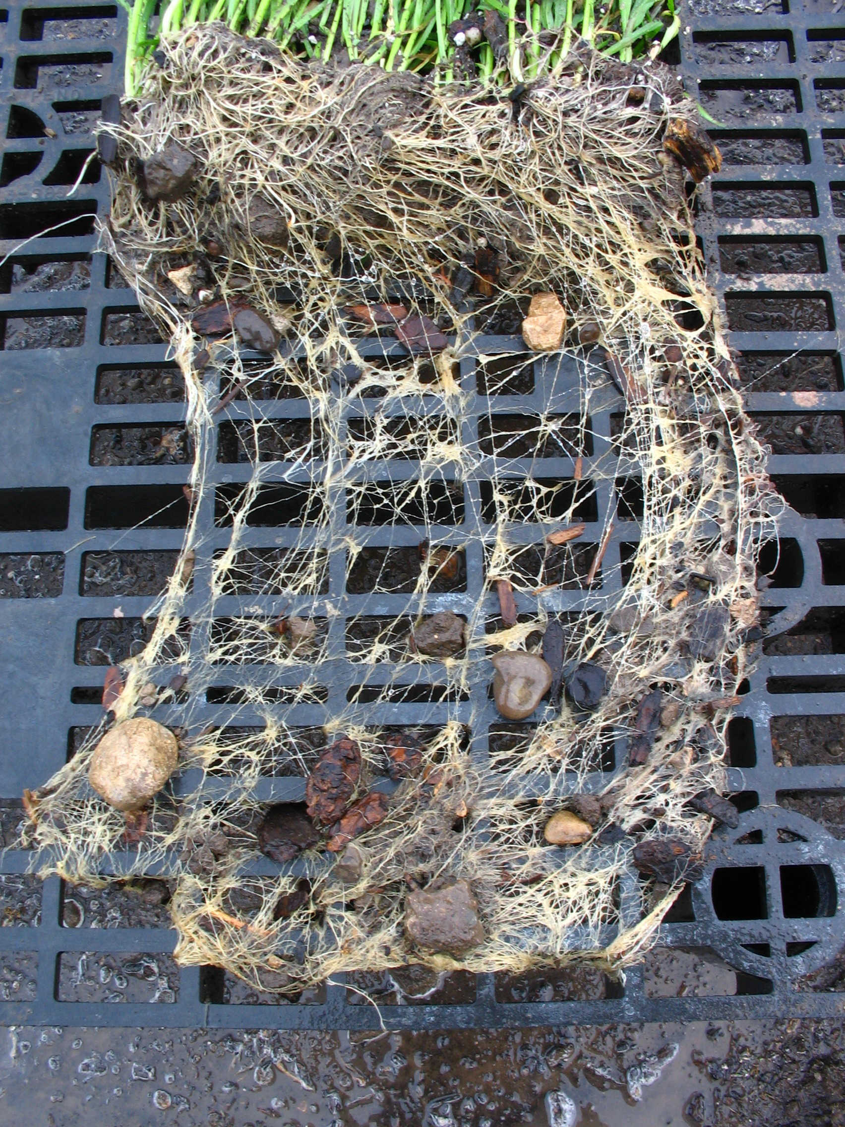 The control set of roots