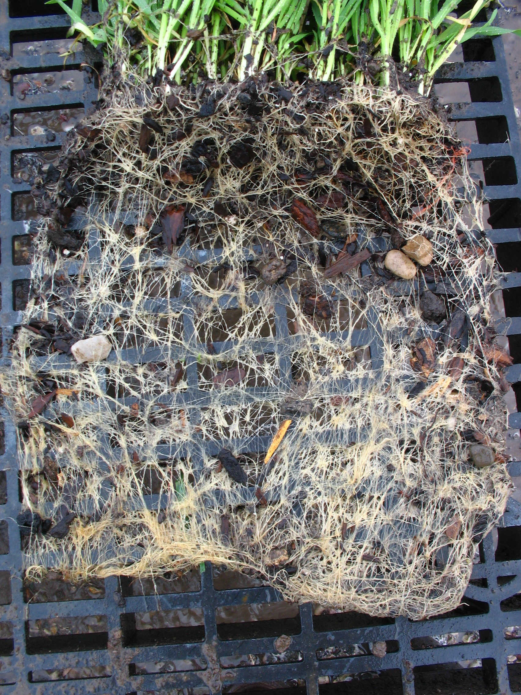 With Rootmax set of roots