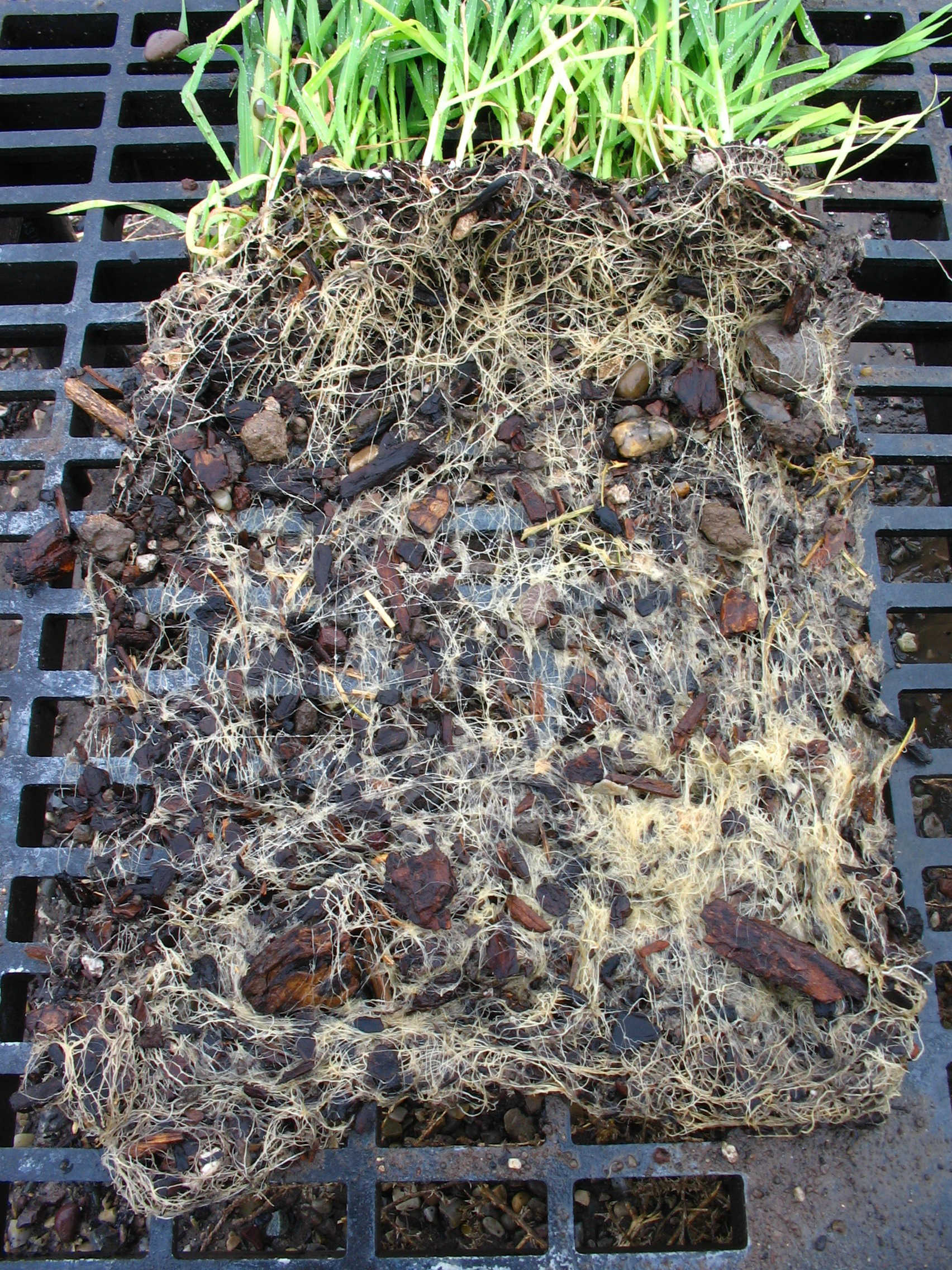 With Rootmax and Galaxy set of roots